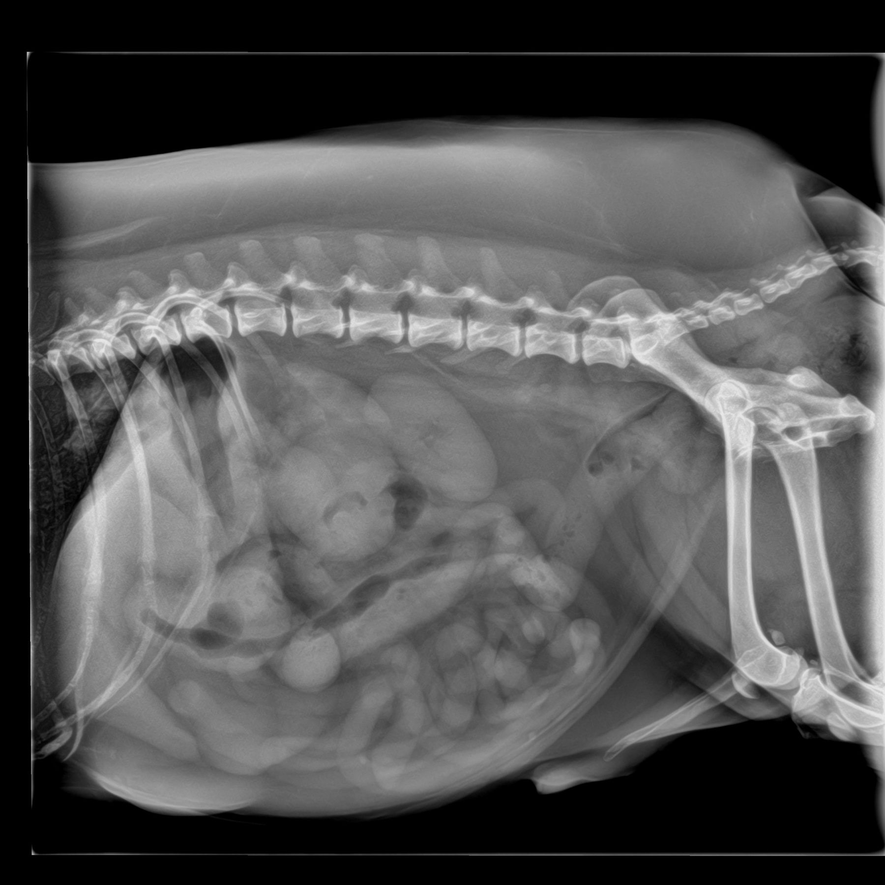 Lateral digital radiograph of a large dog from a rescue hospital study
