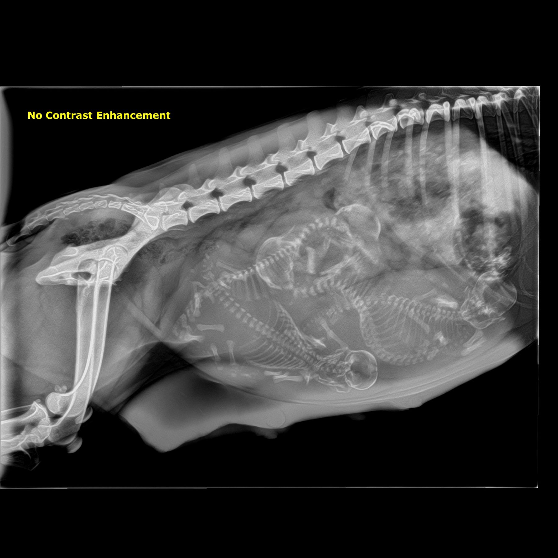 Digital radiograph of a pregnant dog without contrast enhancement