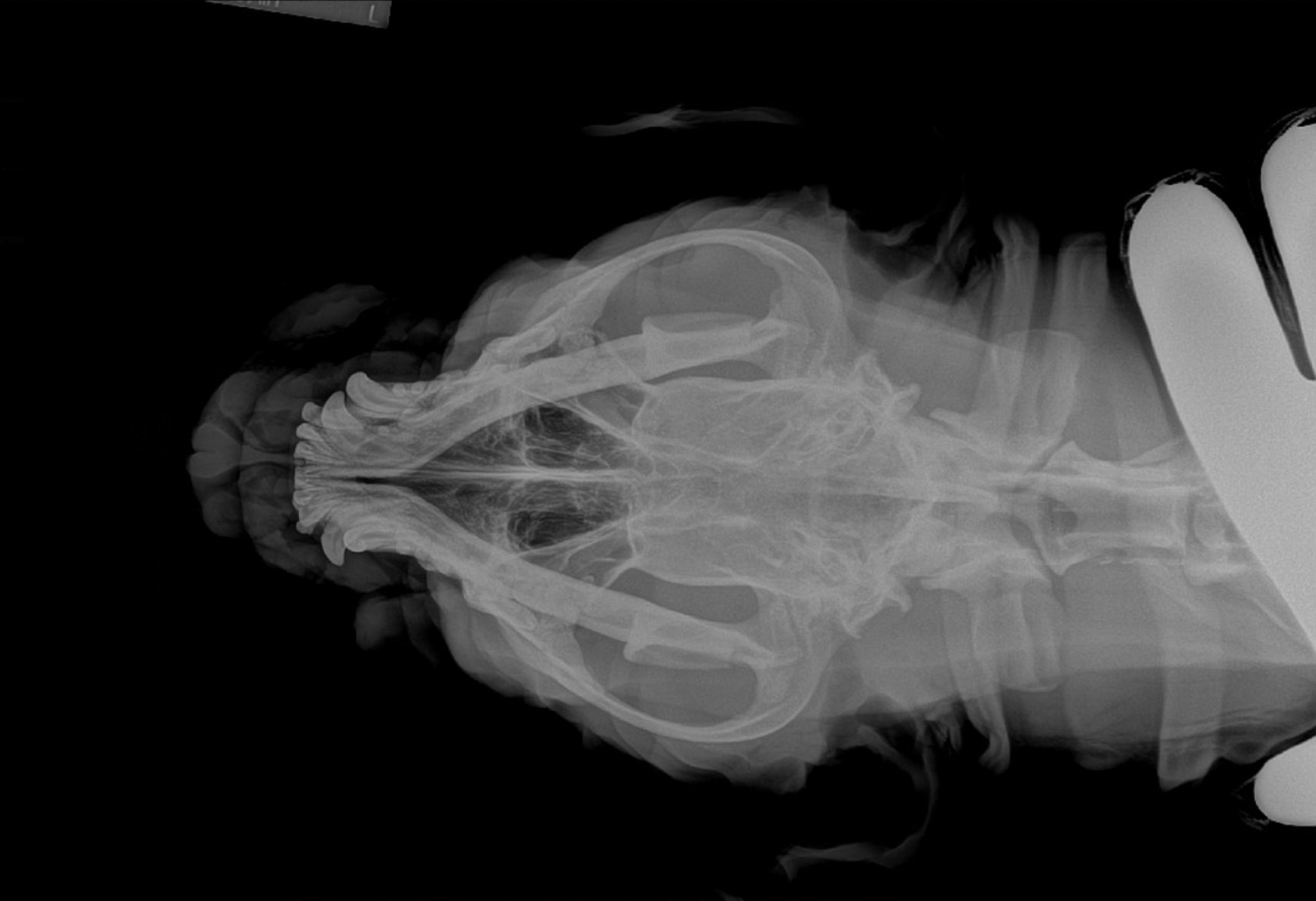 Dorsal digital radiograph of a small-animal skull